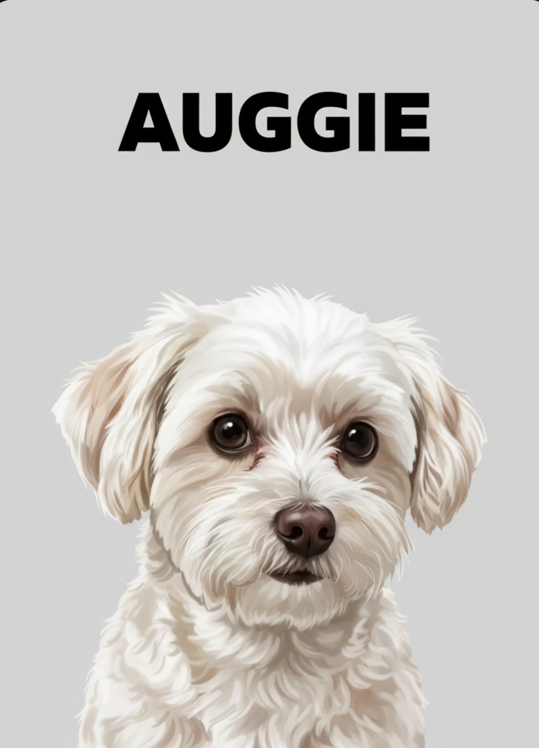 Auggie portrait